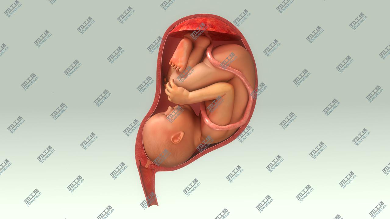 images/goods_img/2021040235/Baby in Womb/4.jpg